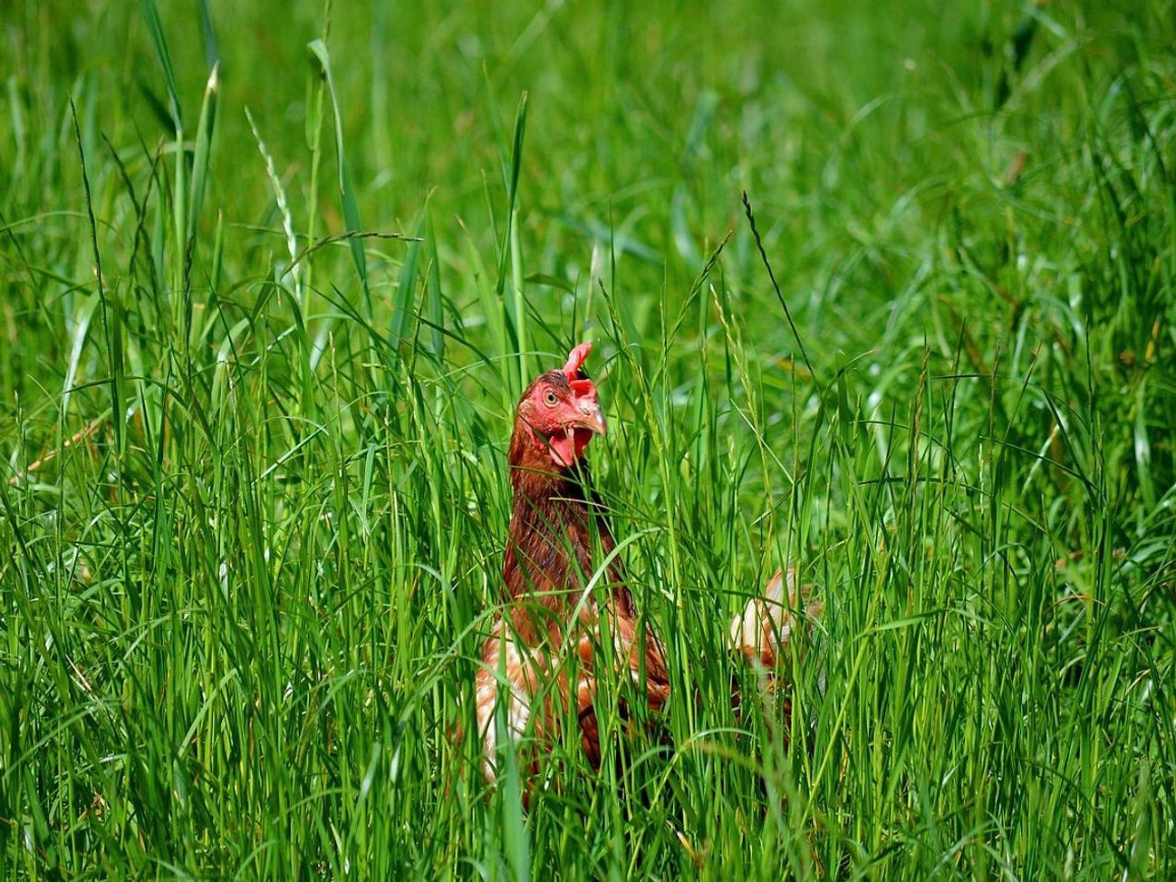 Novità dalla fattoria